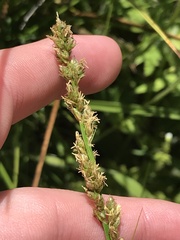 Carex tereticaulis