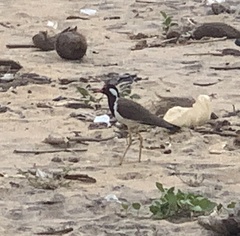 Vanellus indicus