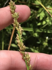 Carex tereticaulis