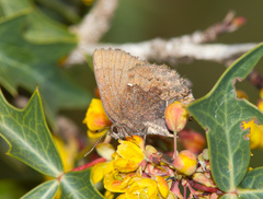Callophrys henrici