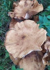 Armillaria mellea