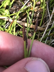 Eleocharis atricha