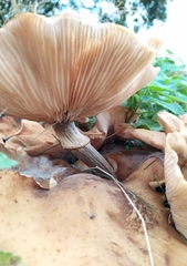 Armillaria mellea