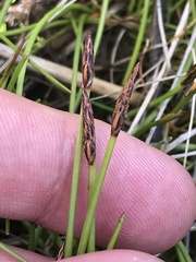Eleocharis atricha