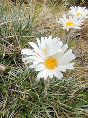 Celmisia pugioniformis