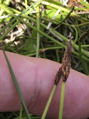 Eleocharis atricha