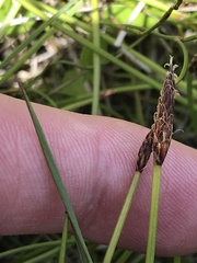 Eleocharis atricha