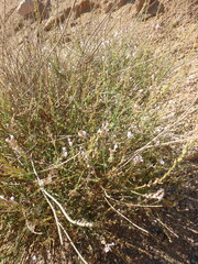 Lavandula coronopifolia