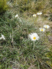 Celmisia pugioniformis