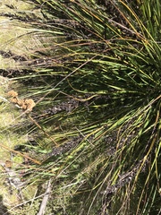 Gahnia subaequiglumis