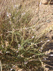 Lavandula coronopifolia