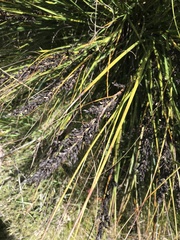 Gahnia subaequiglumis