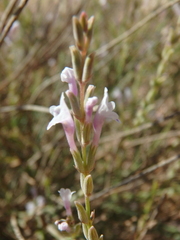Lavandula coronopifolia