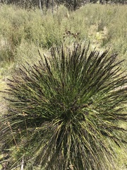 Gahnia subaequiglumis