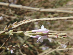 Lavandula coronopifolia