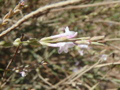 Lavandula coronopifolia