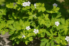 Geranium potentilloides