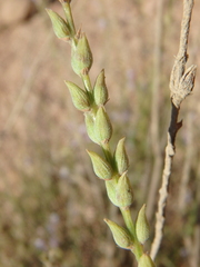 Lavandula coronopifolia