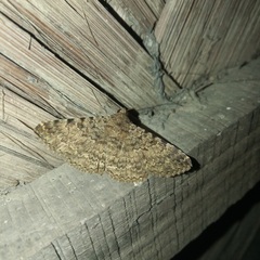 Polydesma boarmoides