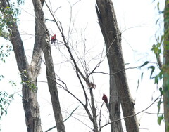 Platycercus elegans elegans