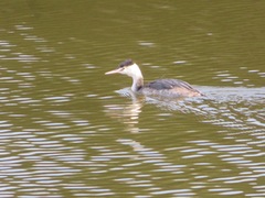 Podiceps cristatus