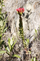 Crassula coccinea
