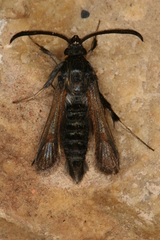 Bembecia psoraleae