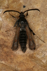 Bembecia psoraleae