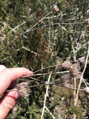 Trachymene composita