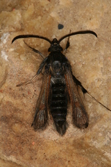 Bembecia psoraleae