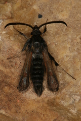 Bembecia psoraleae