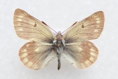 Colias cocandica hinducucica