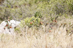 Liparia splendens splendens