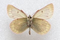 Colias cocandica hinducucica