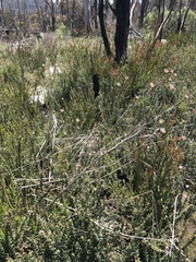 Trachymene composita