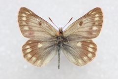Colias cocandica hinducucica