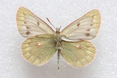 Colias cocandica hinducucica