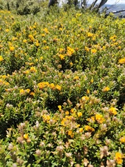 Oxylobium ellipticum