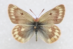 Colias cocandica hinducucica