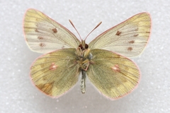 Colias cocandica hinducucica