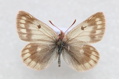 Colias cocandica hinducucica