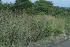 Berkheya bipinnatifida