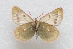 Colias cocandica hinducucica