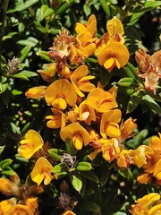 Oxylobium ellipticum