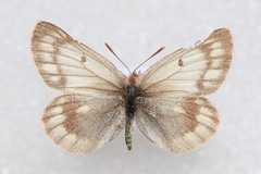 Colias cocandica hinducucica