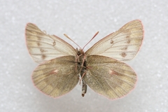 Colias cocandica hinducucica