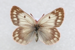 Colias cocandica hinducucica