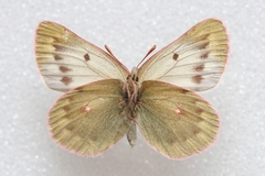 Colias cocandica hinducucica