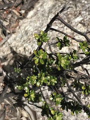 Asterolasia trymalioides