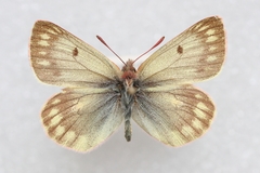 Colias cocandica hinducucica
